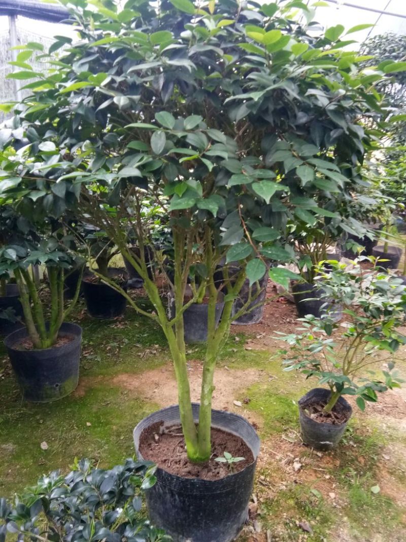 香茶花~赤丹茶花