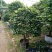 香茶花~赤丹茶花