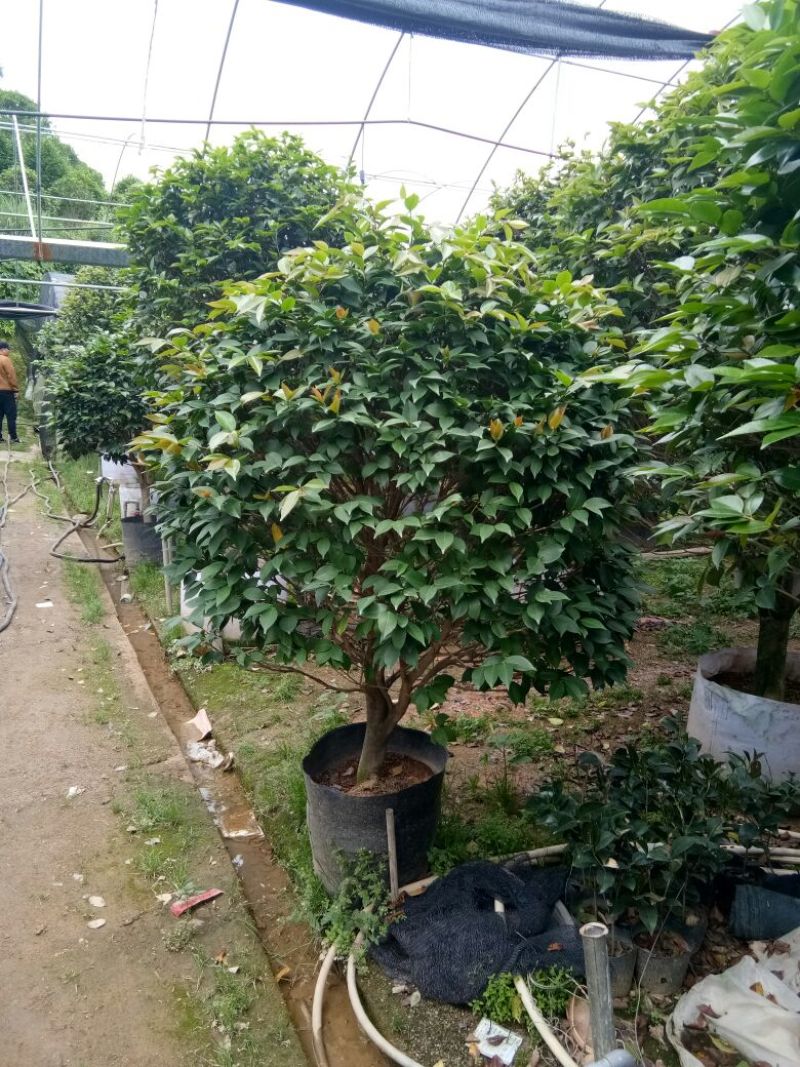 香茶花~赤丹茶花
