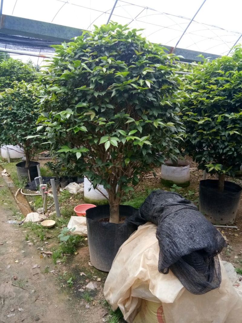 香茶花~赤丹茶花