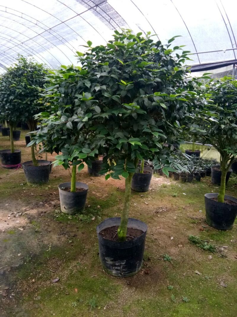 香茶花~赤丹茶花