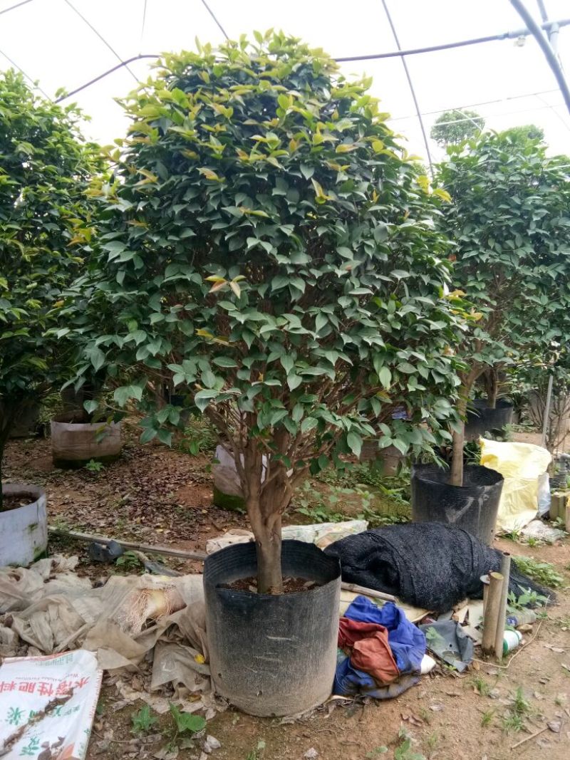 香茶花~赤丹茶花
