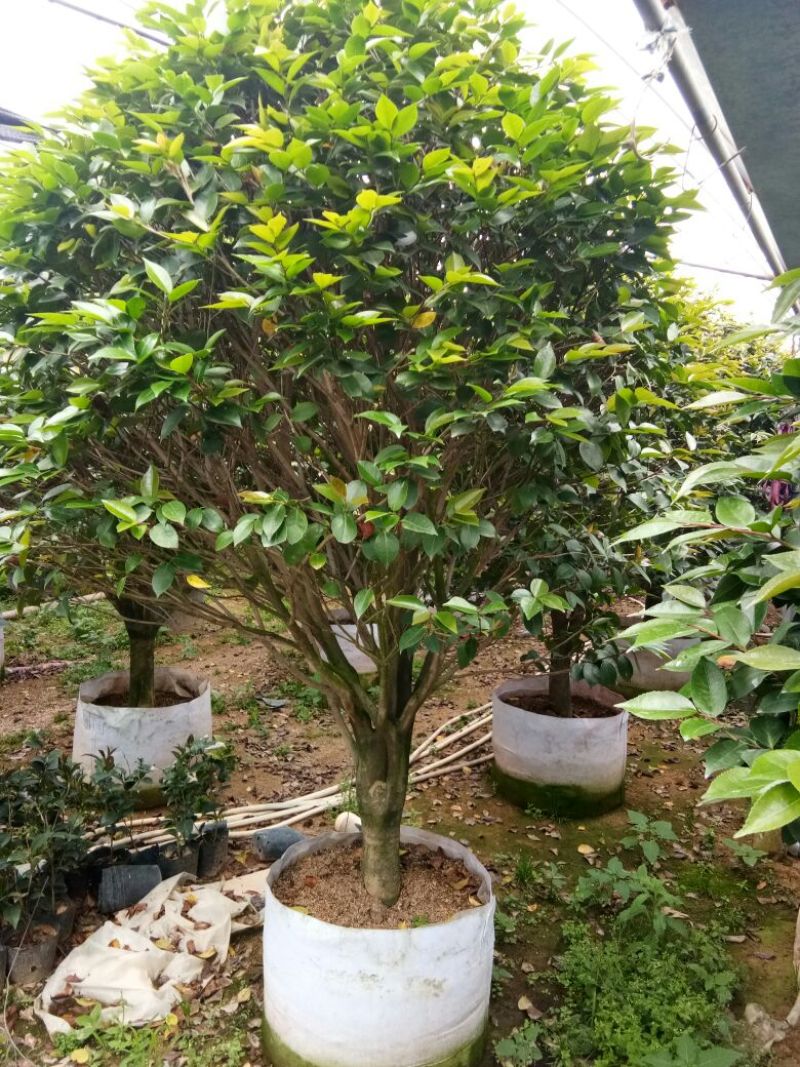 香茶花~赤丹茶花