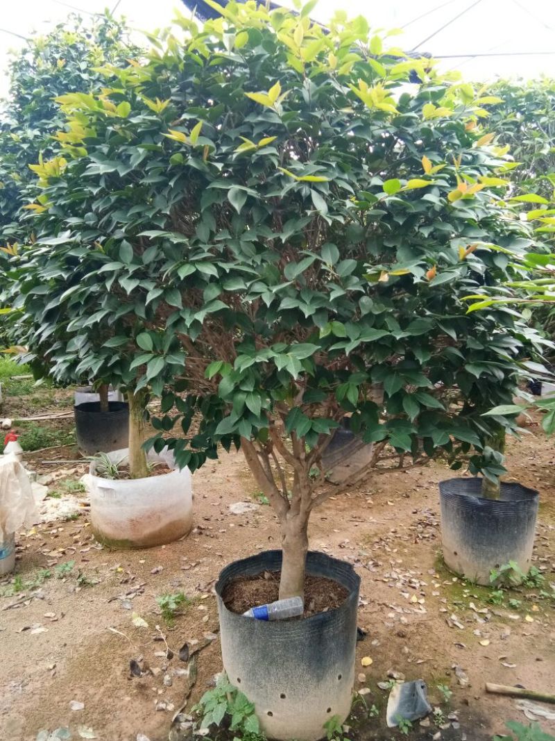 香茶花~赤丹茶花