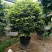 香茶花~赤丹茶花