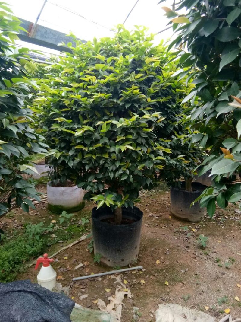 香茶花~赤丹茶花
