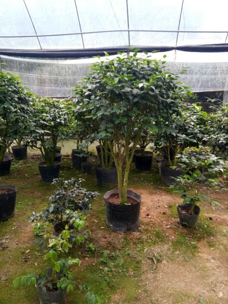 香茶花~赤丹茶花