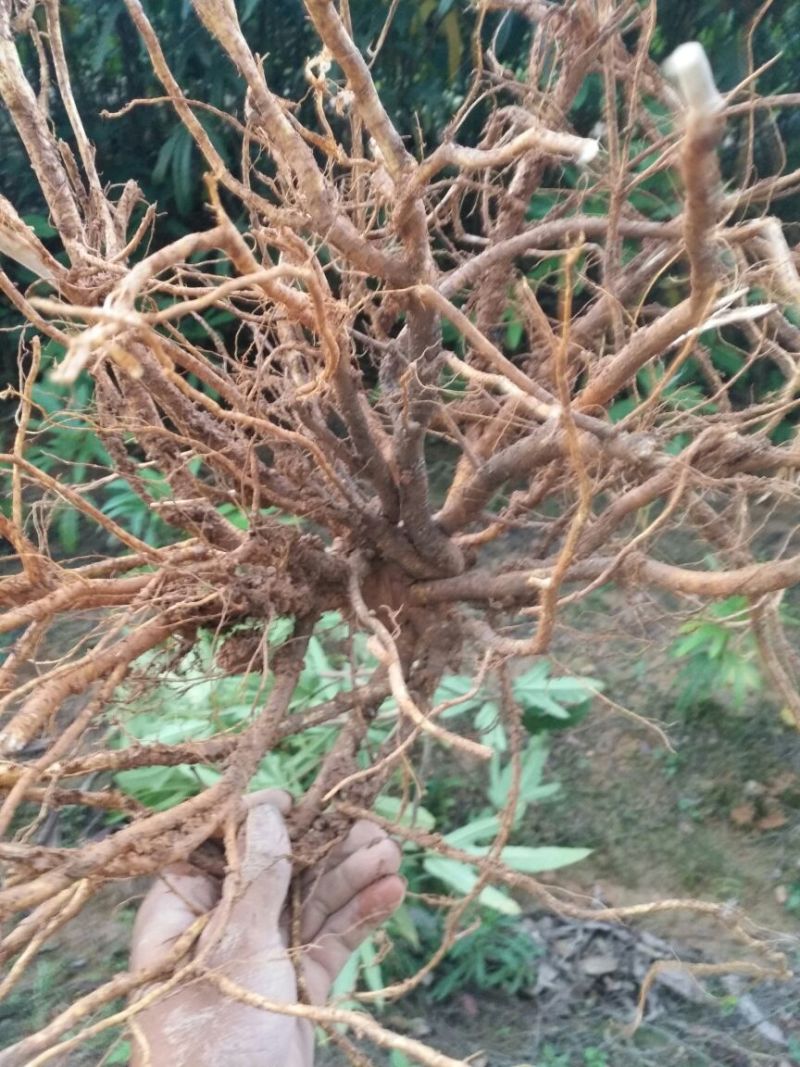 五指毛桃种子