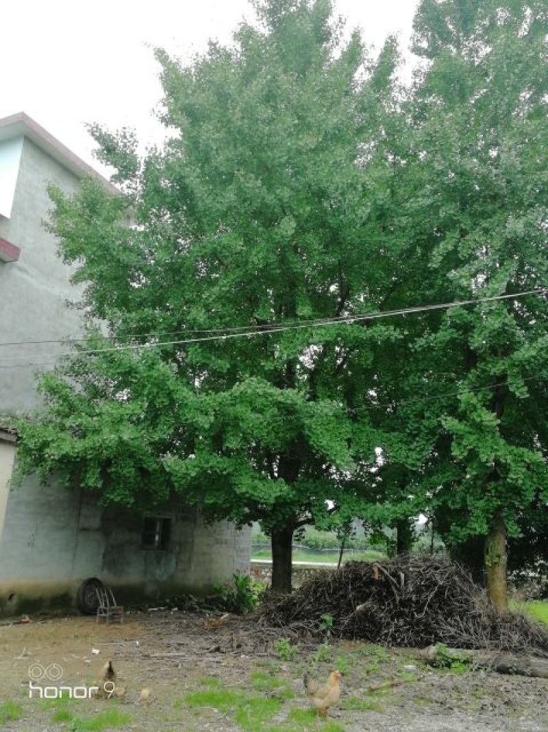30桂花，40银杏