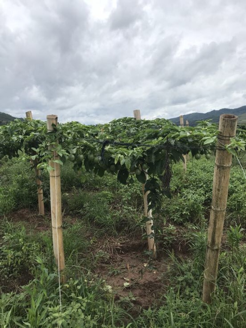 紫香一号80~90g紫果