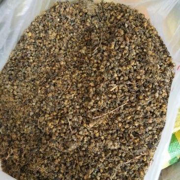 纯天然野菊花