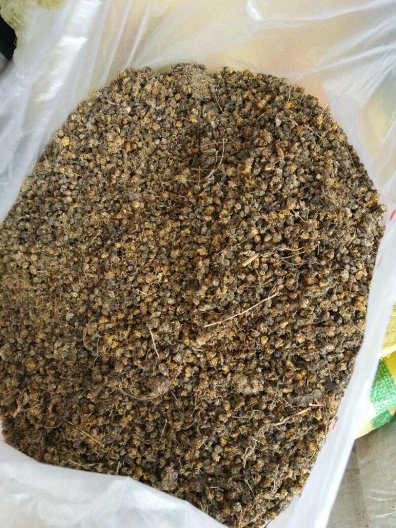 纯天然野菊花