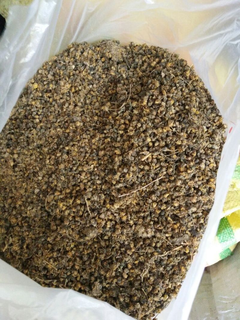 纯天然野菊花