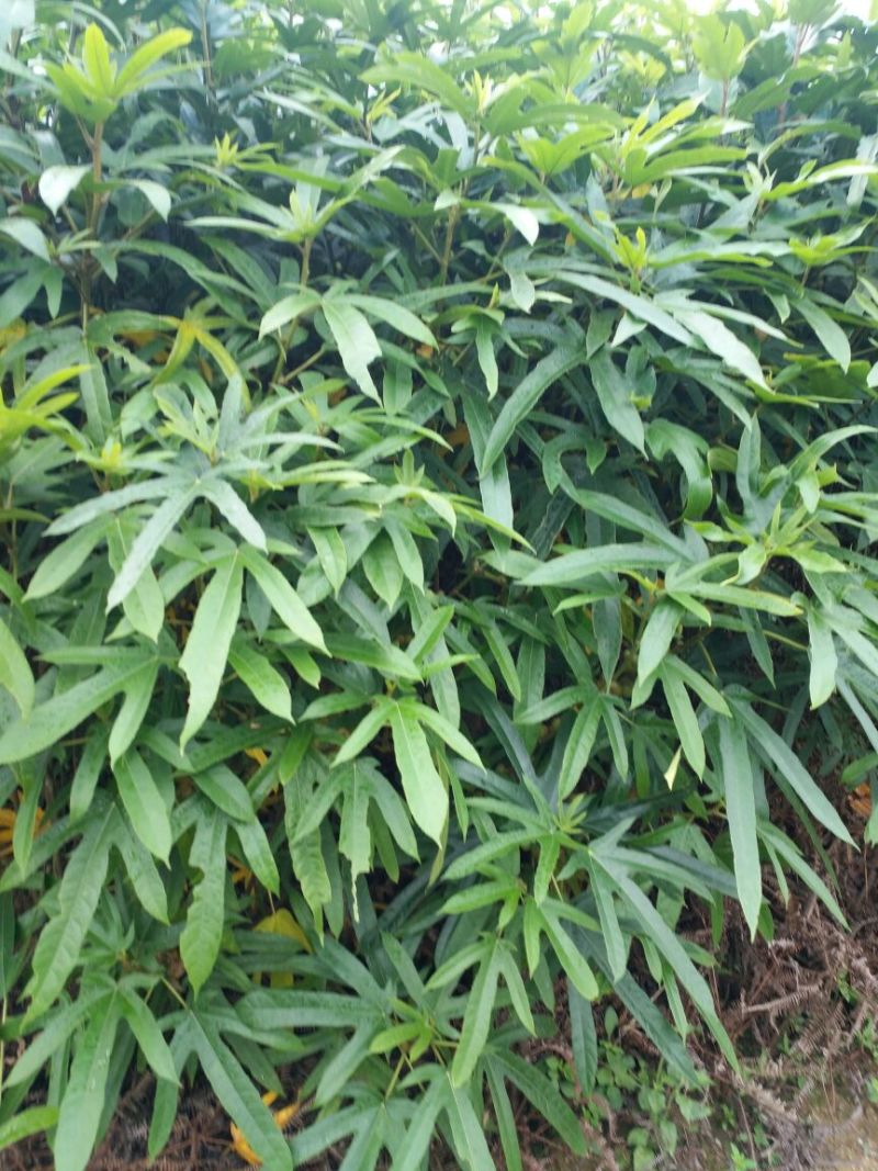 五指毛桃种子