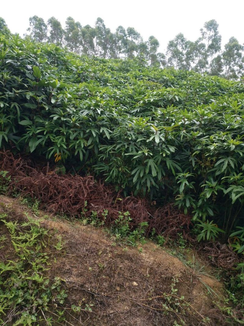 五指毛桃种子