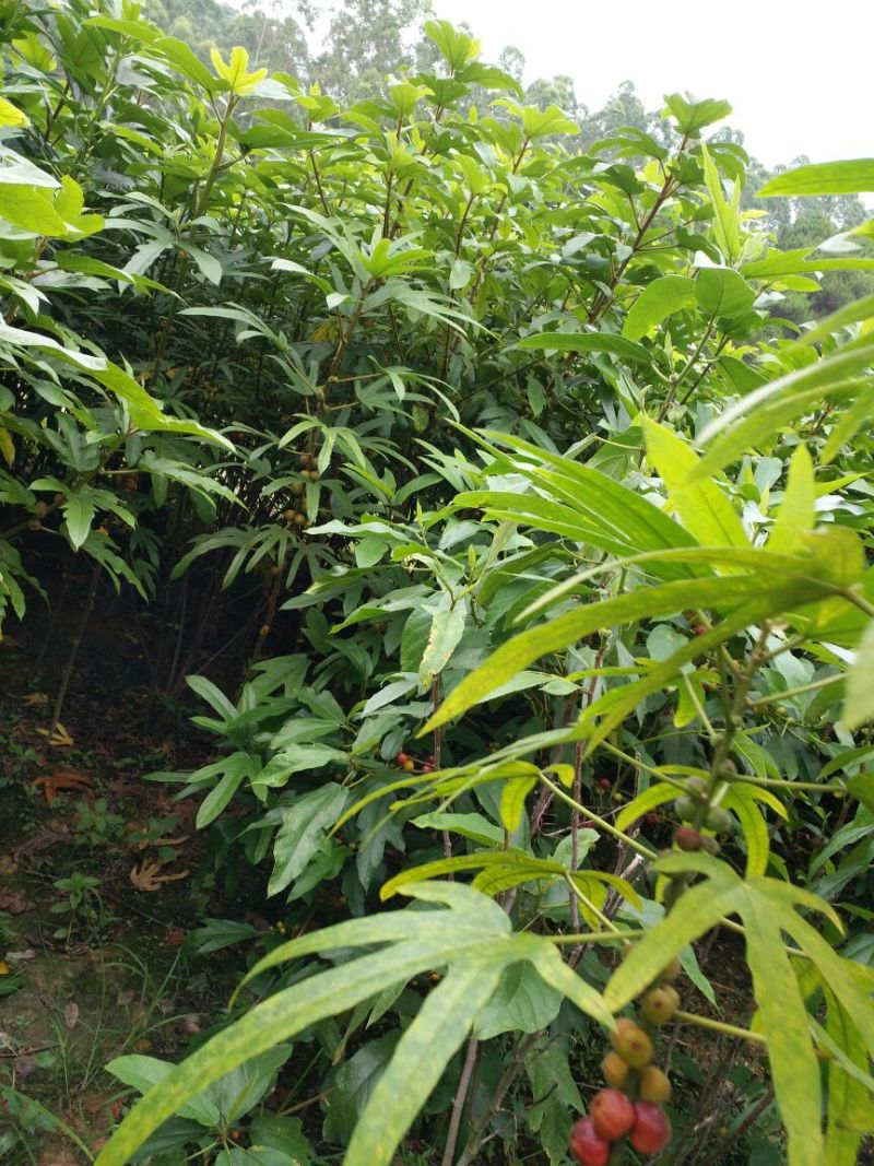 五指毛桃种子