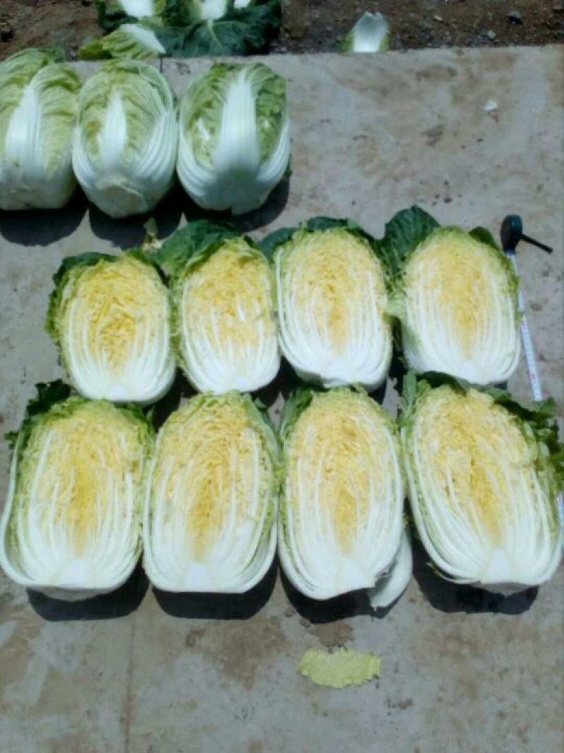 黄心菜