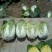 黄心菜