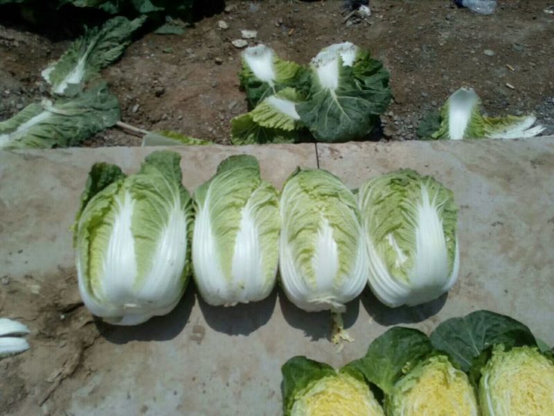 黄心菜