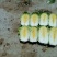 黄心菜