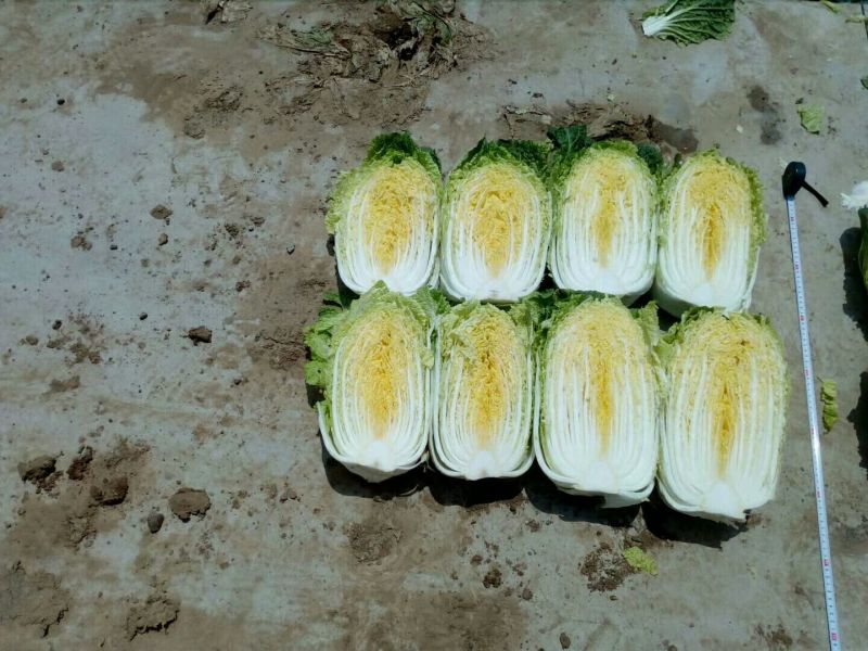 黄心菜