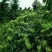 金银花茶
