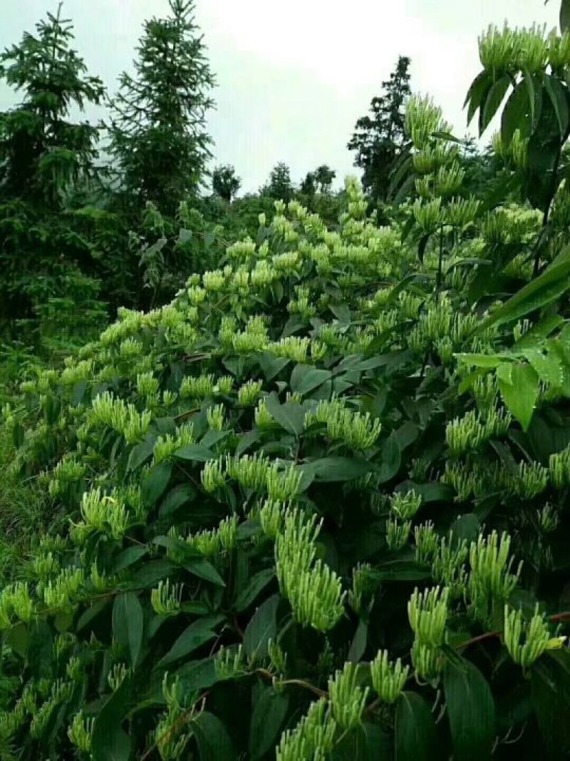 金银花茶