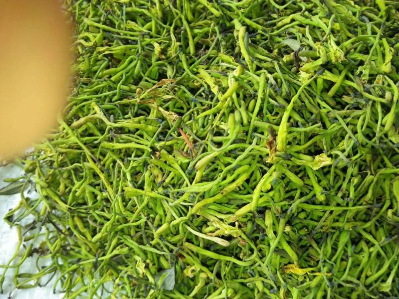金银花茶