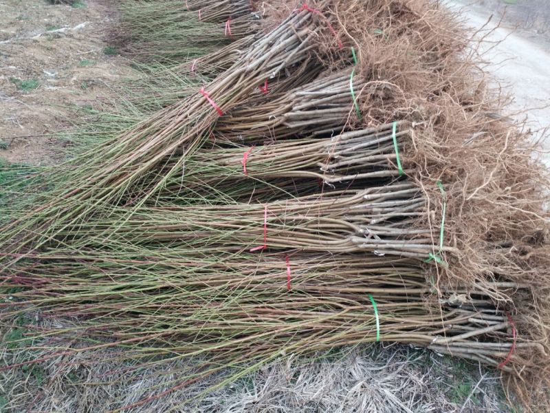 新黄金蜜1号桃苗，早熟黄金桃品种，口感浓甜，自花授粉