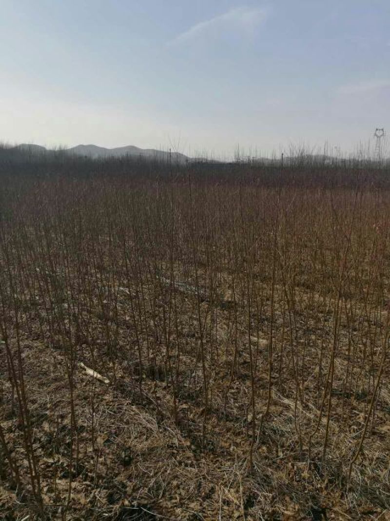 新黄金蜜1号桃苗，早熟黄金桃品种，口感浓甜，自花授粉