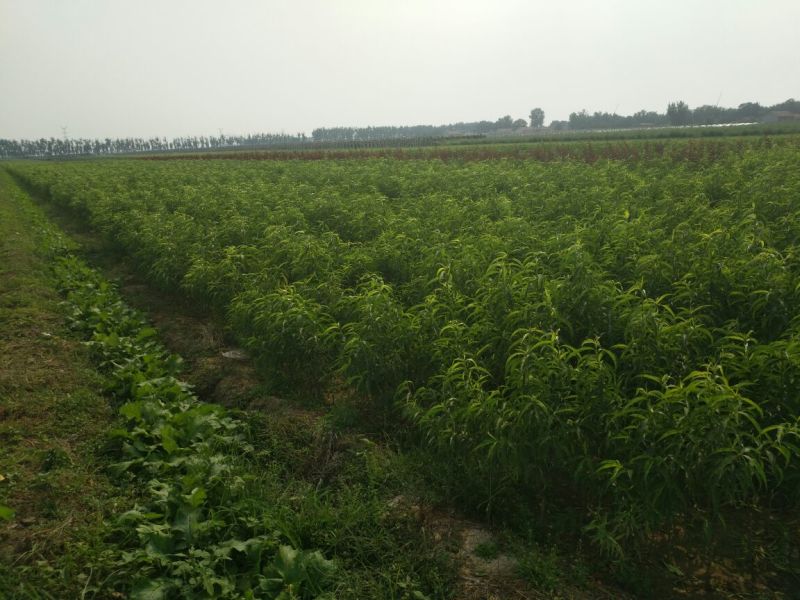 新黄金蜜1号桃苗，早熟黄金桃品种，口感浓甜，自花授粉