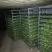 苦瓜干炕干大货