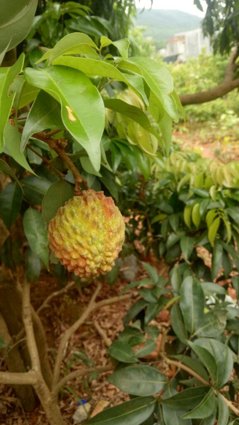 荔枝苗海南荔枝王苗可视频看苗产地直销一手货源质保