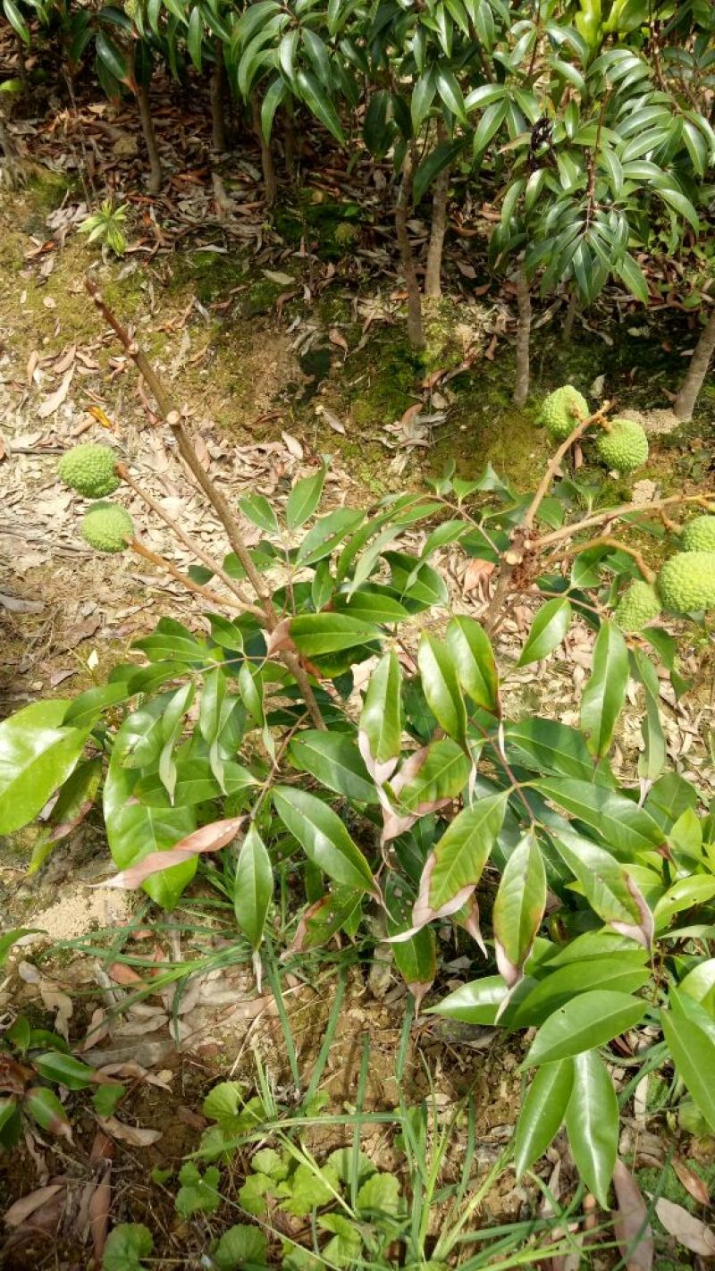 荔枝苗海南荔枝王苗可视频看苗产地直销一手货源质保