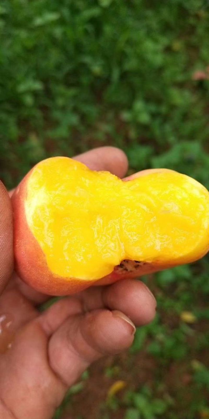 滇东明珠大油桃
