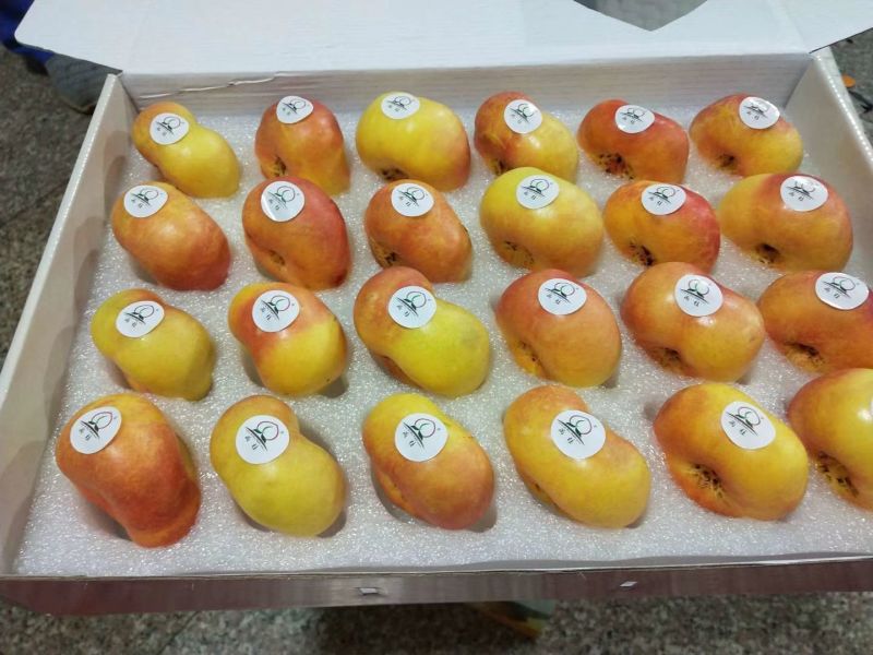 滇东明珠大油桃