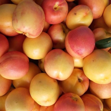 滇东明珠大油桃