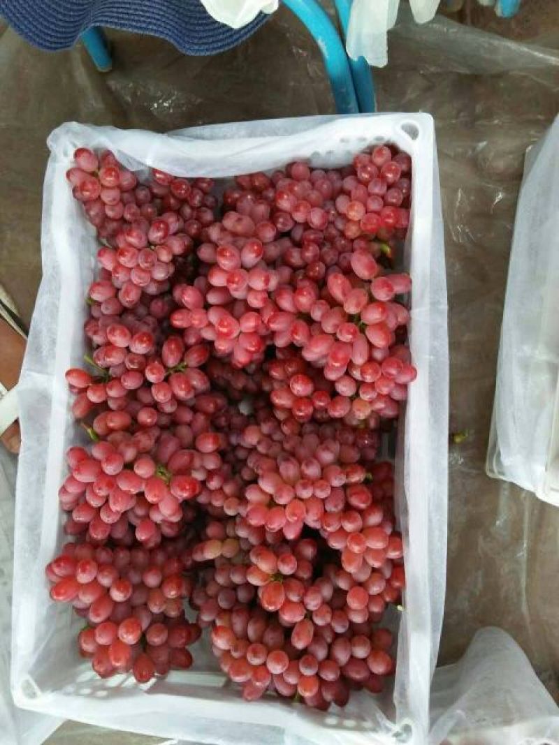 克伦森葡萄无籽提大量上市需要联系质量保证量大需要联系