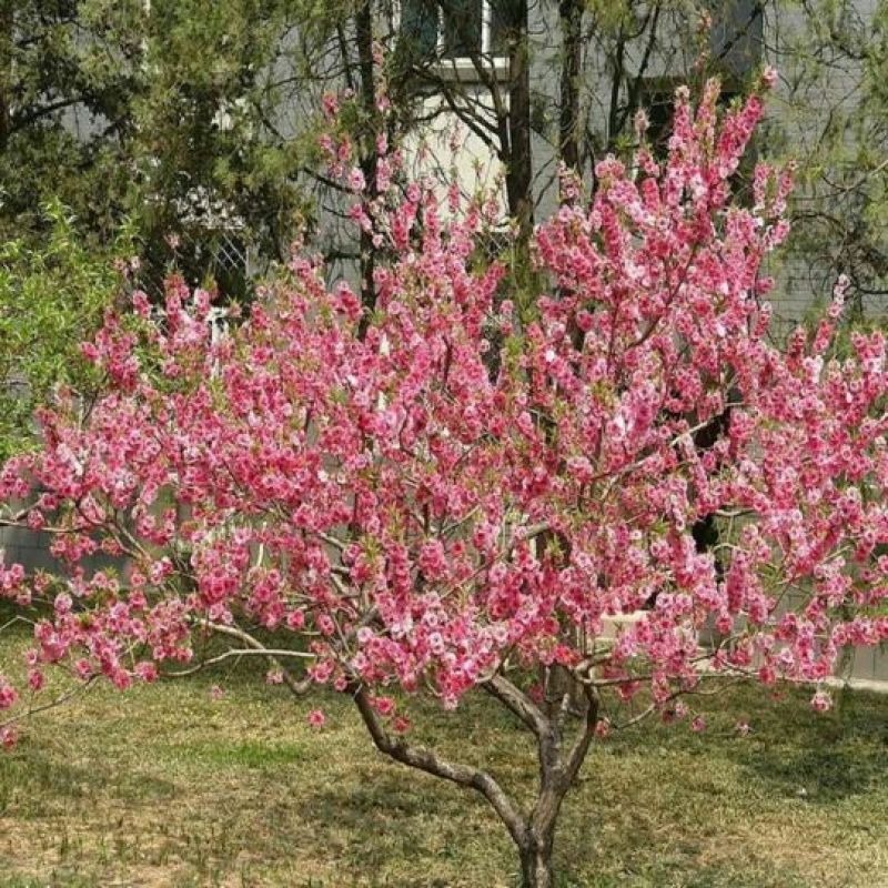 樱花苗樱花树苗,日本樱花小苗嫁接早樱晚樱盆栽庭院绿化