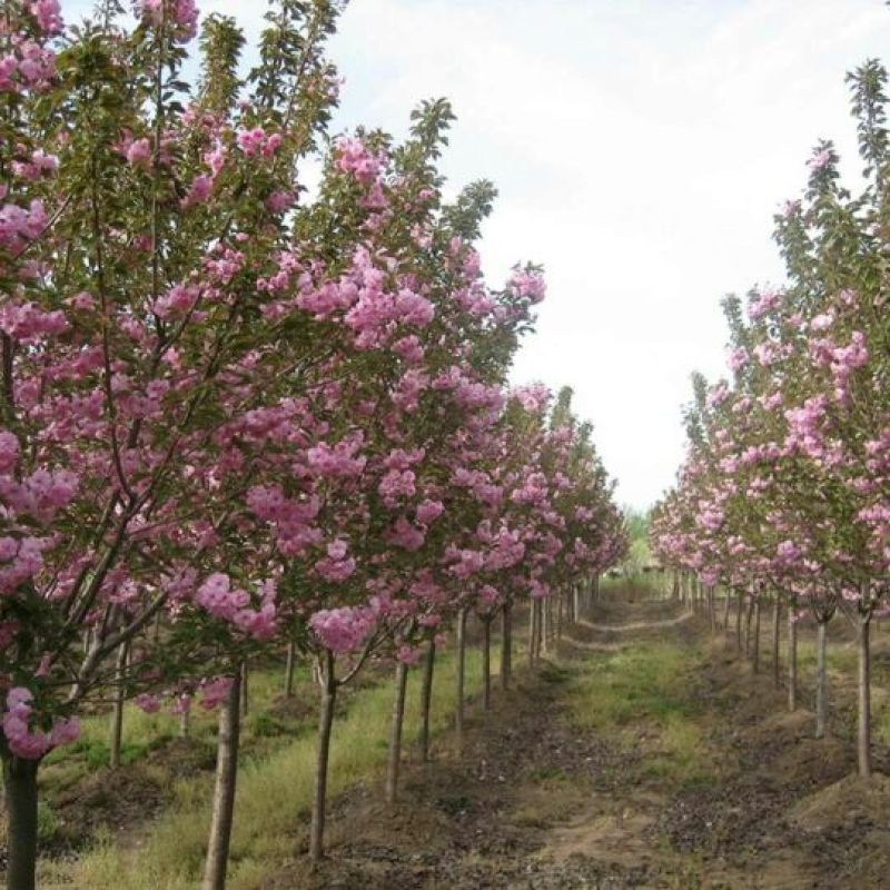 樱花苗樱花树苗,日本樱花小苗嫁接早樱晚樱盆栽庭院绿化