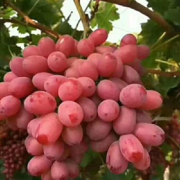 克伦森