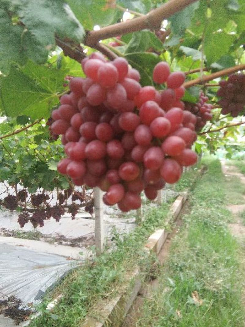克伦森