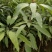 芒果苗广西红贵妃芒果苗基地直销包存活假一罚十