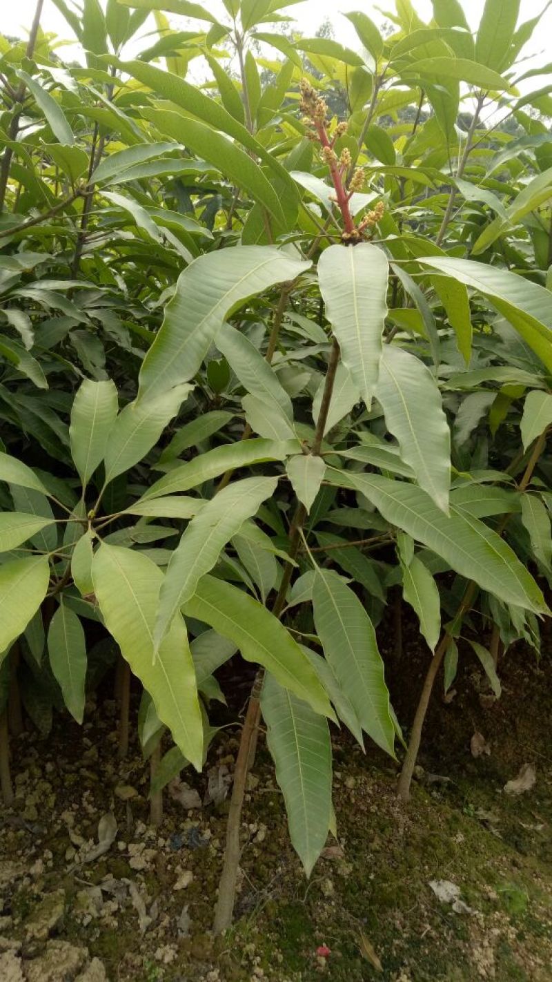 芒果苗广西红贵妃芒果苗基地直销包存活假一罚十