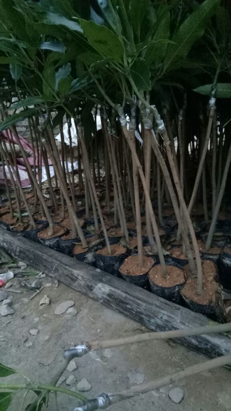 芒果苗广西红贵妃芒果苗基地直销包存活假一罚十