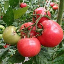 西红柿产地看货装货，保质保量放心购买