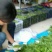 黄秋葵植物伟哥产地直供