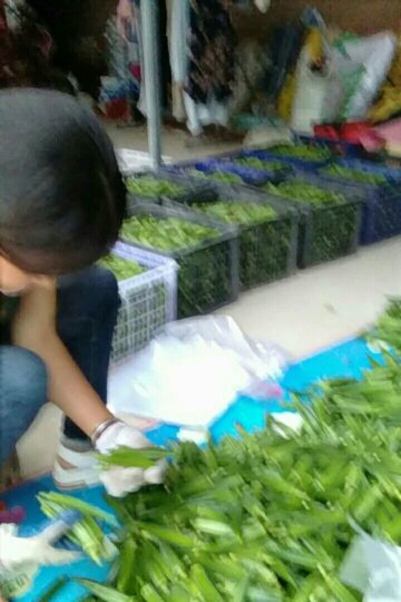 黄秋葵植物伟哥产地直供