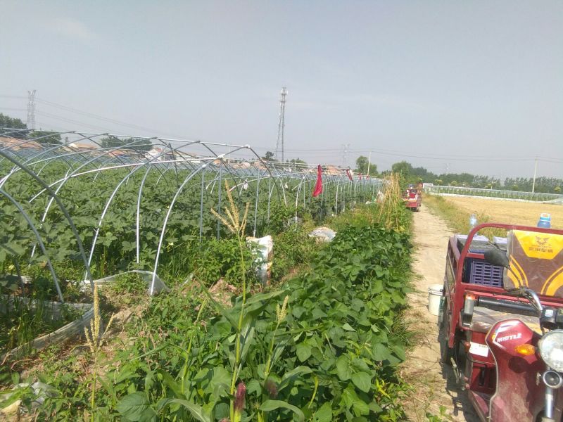 黄秋葵植物伟哥产地直供