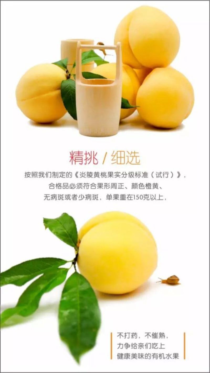 精品优质炎陵黄桃基地直供一手货源品质保证诚信经营欢迎来电